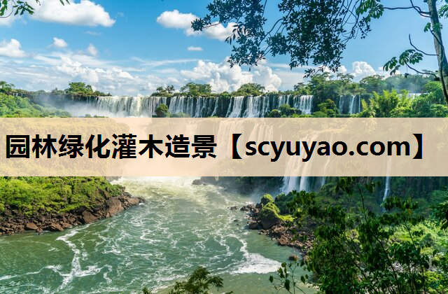 园林绿化灌木造景